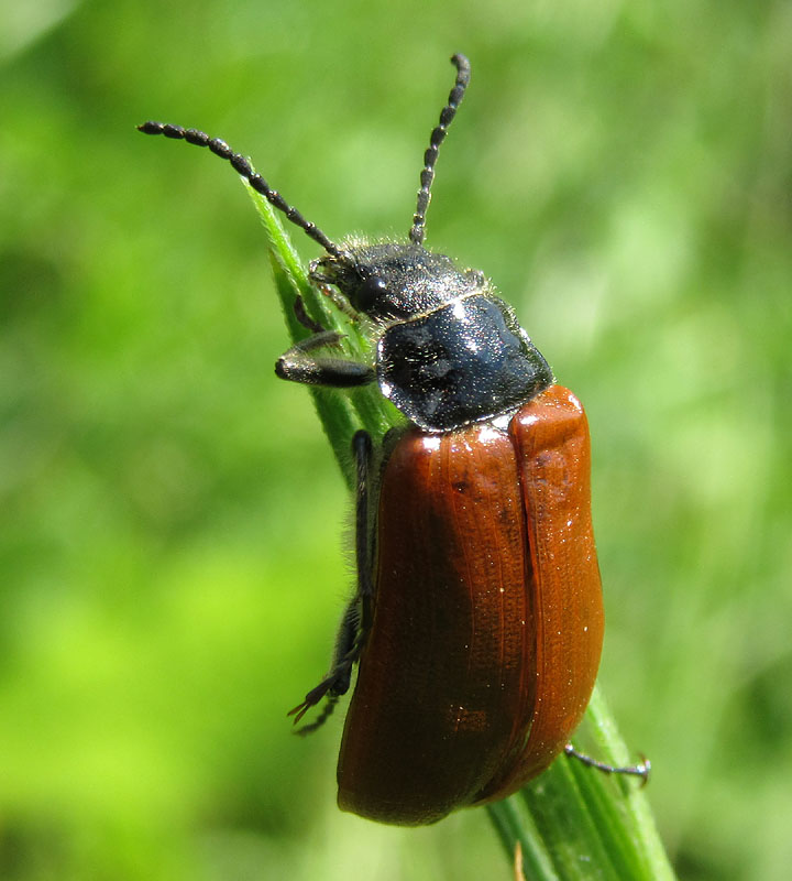 Tenebrionidae, Omophlus sp.